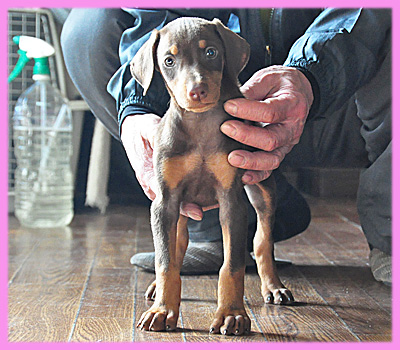 ドーベルマン チョコレートタン メス 子犬販売の専門店 AngelWan 横浜