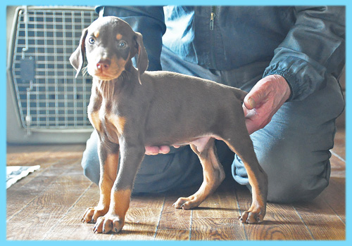 ドーベルマン　チョコレートタン　オス　子犬販売の専門店　AngelWan　横浜