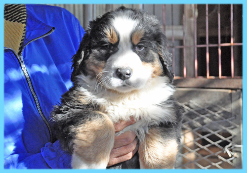 バーニーズマウンテンドッグ　オス　子犬販売の専門店　AngelWan　横浜