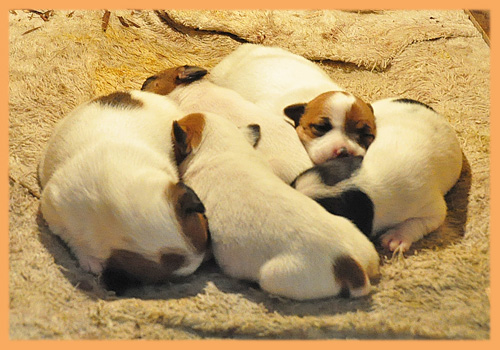 ジャックラッセルテリア　子犬販売の専門店　AngelWan　横浜