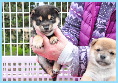 豆柴　黒　オス　子犬販売の専門店　AngelWan　横浜