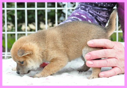 豆柴　赤　メス　子犬販売の専門店　AngelWan　横浜