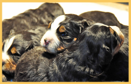 バーニーズマウンテンドッグ　子犬販売の専門店　AngelWan　横浜