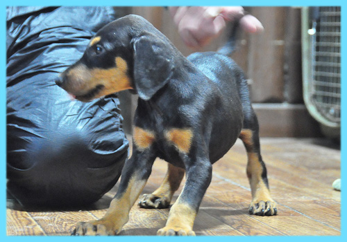 ドーベルマン　ブラックタン　オス　子犬販売の専門店　AngelWan　横浜