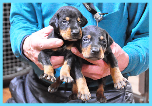 ドーベルマン　ブラックタン　オス　子犬販売の専門店　AngelWan　横浜