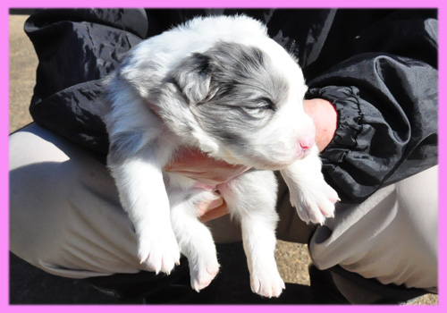 ボーダーコリー　ブルーマール　メス　子犬販売専門店　AngelWan　横浜