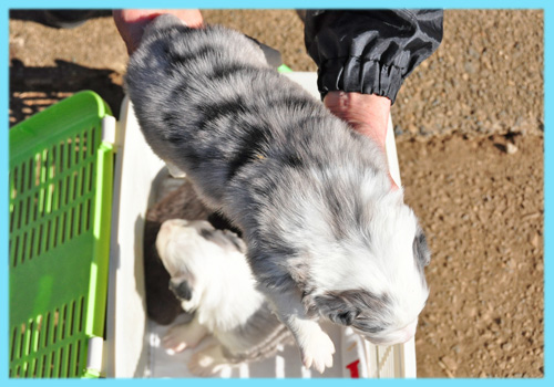 ボーダーコリー　ブルーマール　オス　子犬販売専門店　AngelWan　横浜