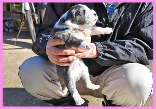ボーダーコリー　ブルー＆ホワイト　メス　子犬販売の専門店　AngelWan　横浜