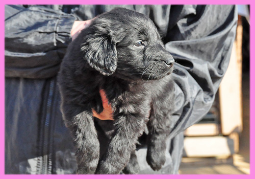 フラットコーテッドレトリバー　ブラック　メス　子犬販売の専門店　AngelWan　横浜