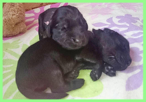 フラットコーテッドレトリバー　子犬販売の専門店　AngelWan　横浜