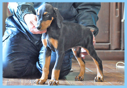 ドーベルマン　ブラック　オス　子犬販売の専門店　AngelWan　横浜