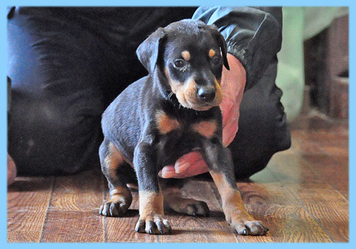 ドーベルマン　ブラックタン　オス　子犬販売の専門店　AngelWan　横浜