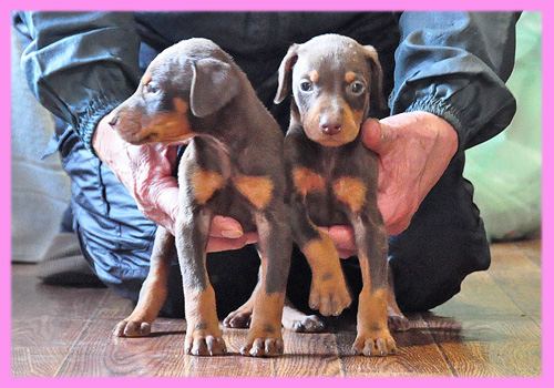ドーベルマン チョコレートタン メス 子犬販売の専門店 AngelWan 横浜