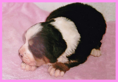 バーニーズマウンテンドッグ　メス　子犬販売の専門店　AngelWan　横浜