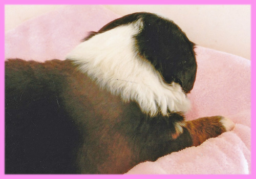 バーニーズマウンテンドッグ　メス　子犬販売の専門店　AngelWan　横浜