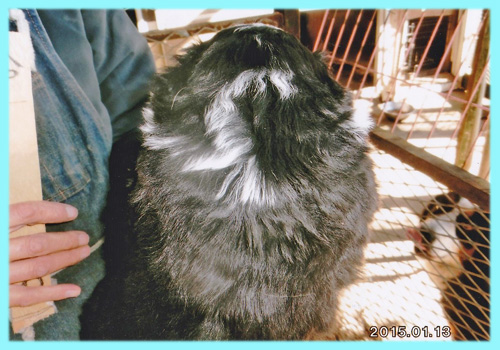 バーニーズマウンテンドッグ　オス　子犬販売の専門店　AngelWan　横浜