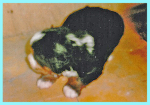 バーニーズマウンテンドッグ オス 子犬販売の専門店 AngelWan 横浜