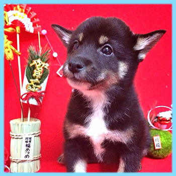 豆柴 黒 オス 子犬販売の専門店 AngelWan 横浜