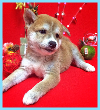 豆柴　赤　オス　子犬販売の専門店　AngelWan　横浜