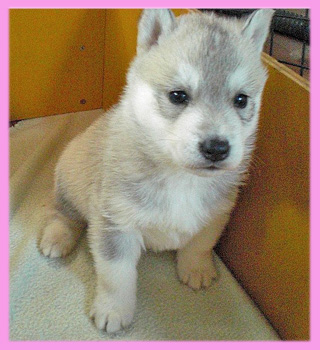 シベリアンハスキー シルバー&ホワイト メス 子犬販売の専門店 AngelWan 横浜