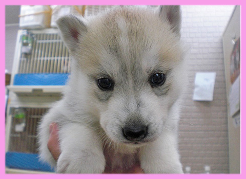 シベリアンハスキー シルバー&ホワイト メス 子犬販売の専門店 AngelWan 横浜