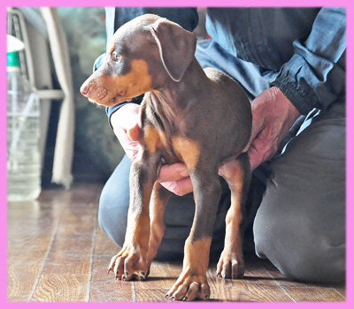 ドーベルマン チョコレートタン メス 子犬販売の専門店 AngelWan 横浜