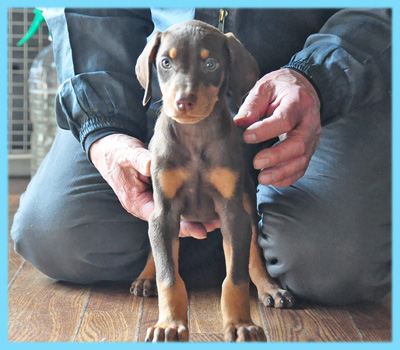 ドーベルマン　チョコレートタン　オス　子犬販売の専門店　AngelWan　横浜