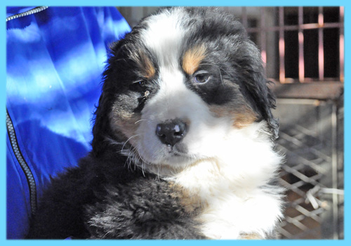バーニーズマウンテンドッグ　オス　子犬販売の専門店　AngelWan　横浜