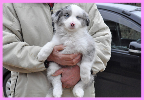 ボーダーコリー　ブルーマール　メス　子犬販売の専門店　AngelWan　横浜