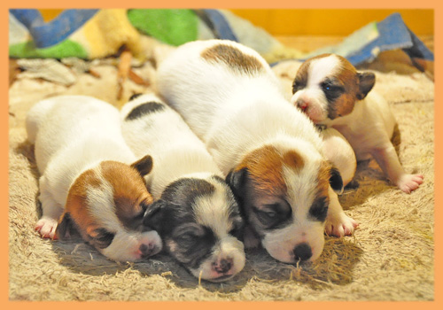 ジャックラッセルテリア　子犬販売の専門店　AngelWan　横浜