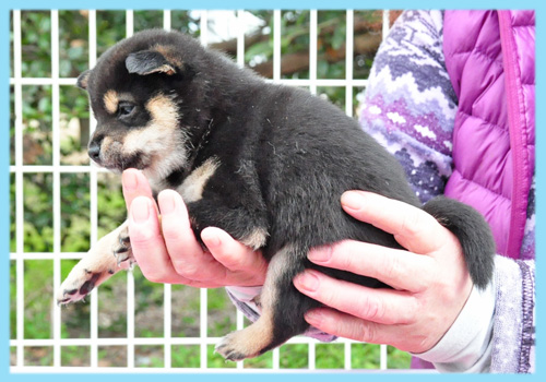 豆柴　黒　オス　子犬販売の専門店　AngelWan　横浜