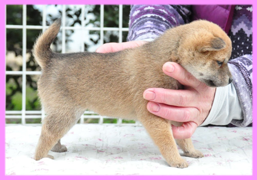 豆柴　赤　メス　子犬販売の専門店　AngelWan　横浜