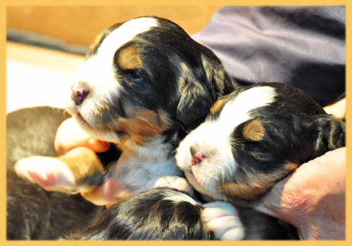 バーニーズマウンテンドッグ　子犬販売の専門店　AngelWan　横浜