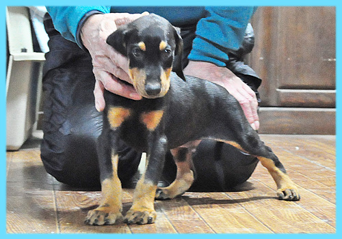 ドーベルマン　ブラックタン　オス　子犬販売の専門店　AngelWan　横浜