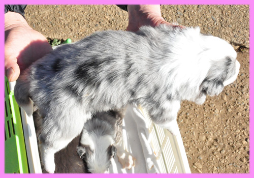 ボーダーコリー　ブルーマール　メス　子犬販売専門店　AngelWan　横浜