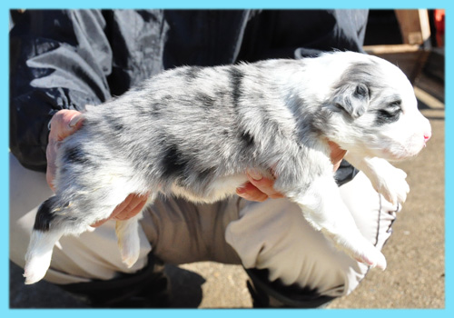 ボーダーコリー　ブルーマール　オス　子犬販売専門店　AngelWan　横浜