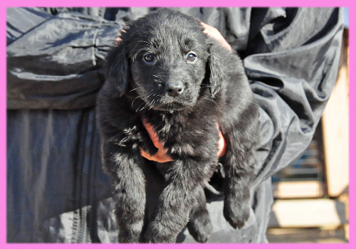 フラットコーテッドレトリバー　ブラック　メス　子犬販売の専門店　AngelWan　横浜