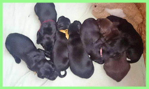 フラットコーテッドレトリバー　子犬販売の専門店　AngelWan　横浜