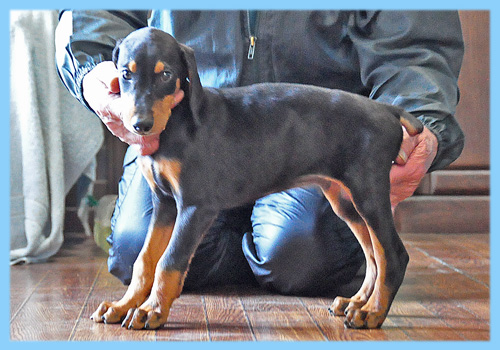 ドーベルマン　ブラック　オス　子犬販売の専門店　AngelWan　横浜