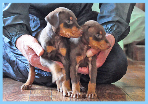 ドーベルマン　チョコレートタン　オス　子犬販売の専門店　AngelWan　横浜