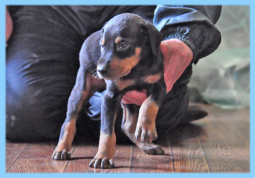 ドーベルマン　ブラックタン　オス　子犬販売の専門店　AngelWan　横浜