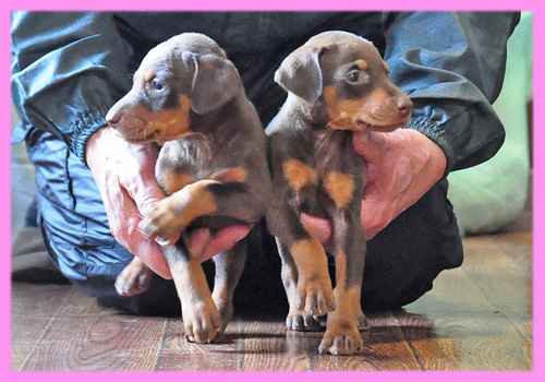 ドーベルマン チョコレートタン メス 子犬販売の専門店 AngelWan 横浜