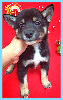 豆柴 黒 オス 子犬販売の専門店 AngelWan 横浜