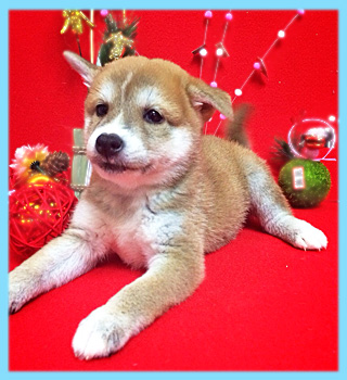 豆柴　赤　オス　子犬販売の専門店　AngelWan　横浜