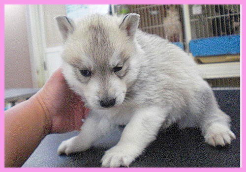 シベリアンハスキー シルバー&ホワイト メス 子犬販売の専門店 AngelWan 横浜