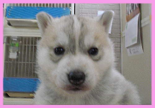 シベリアンハスキー　シルバー＆ホワイト　メス　子犬販売の専門店　AngelWan　横浜