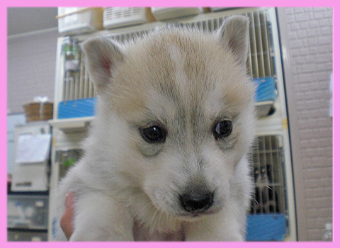 シベリアンハスキー シルバー&ホワイト メス 子犬販売の専門店 AngelWan 横浜