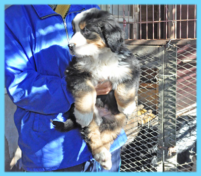 バーニーズマウンテンドッグ　オス　子犬販売の専門店　AngelWan　横浜