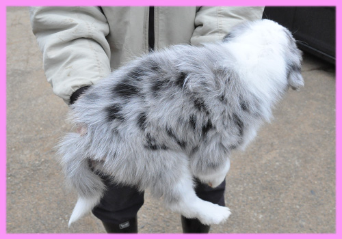 ボーダーコリー　ブルーマール　メス　子犬販売の専門店　AngelWan　横浜