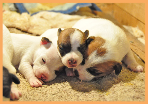 ジャックラッセルテリア　子犬販売の専門店　AngelWan　横浜
